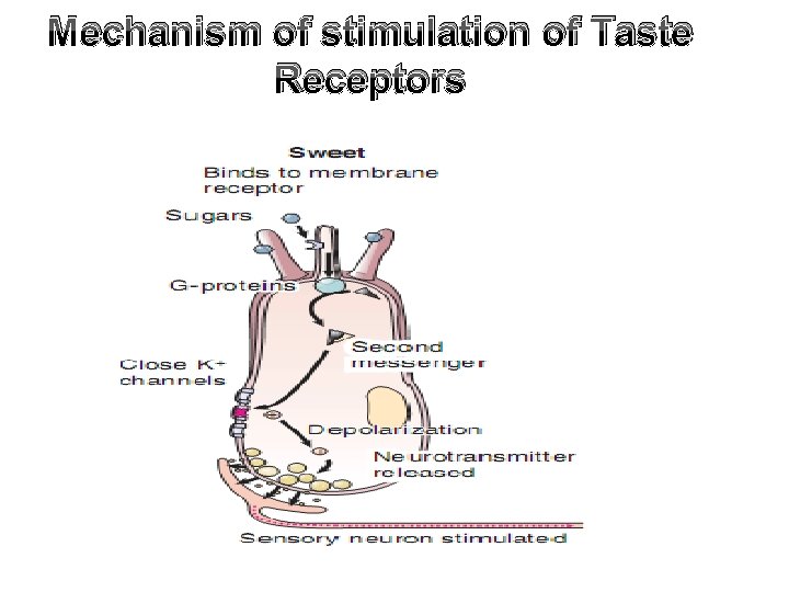 Mechanism of stimulation of Taste Receptors 