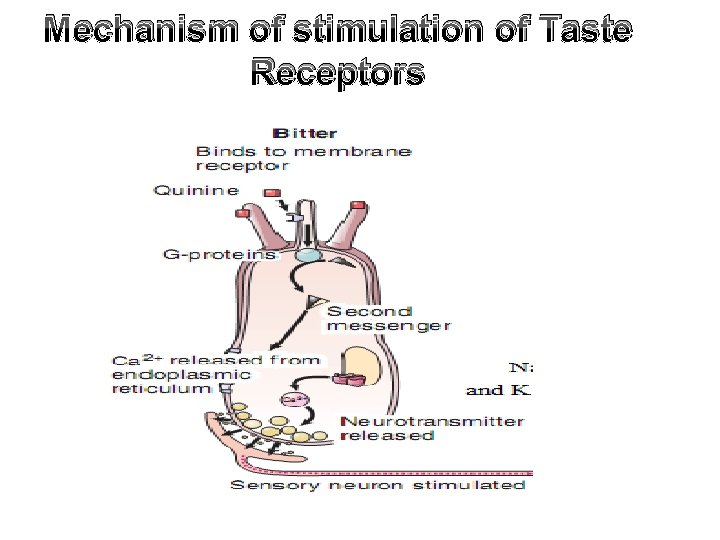 Mechanism of stimulation of Taste Receptors 