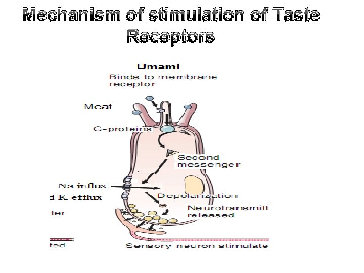 Mechanism of stimulation of Taste Receptors 