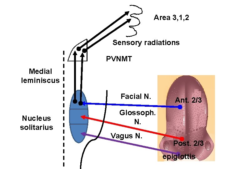 Area 3, 1, 2 Sensory radiations PVNMT Medial leminiscus Facial N. Nucleus solitarius Ant.