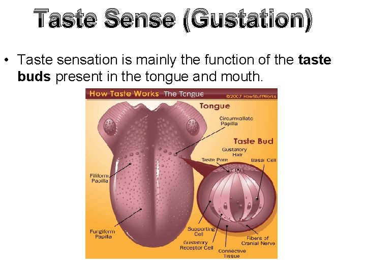 Taste Sense (Gustation) • Taste sensation is mainly the function of the taste buds