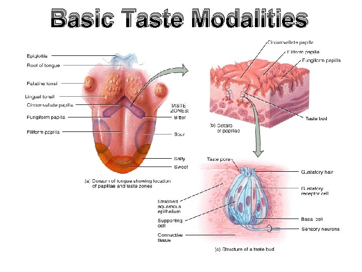Basic Taste Modalities 