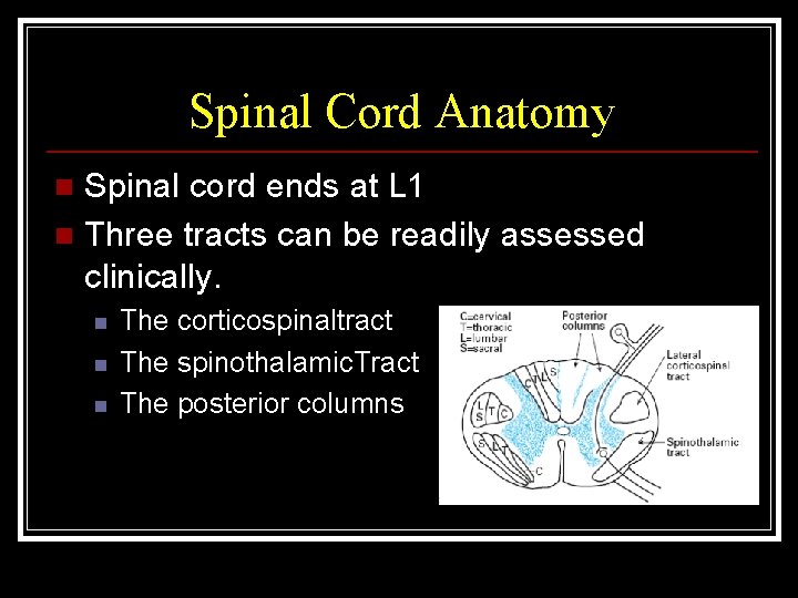 Spinal Cord Anatomy Spinal cord ends at L 1 n Three tracts can be