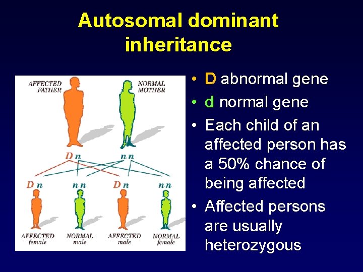 Autosomal dominant inheritance • D abnormal gene • d normal gene • Each child