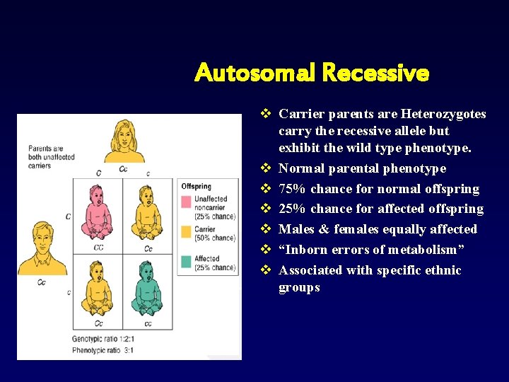 Autosomal Recessive v Carrier parents are Heterozygotes carry the recessive allele but exhibit the