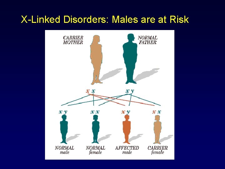 X-Linked Disorders: Males are at Risk 