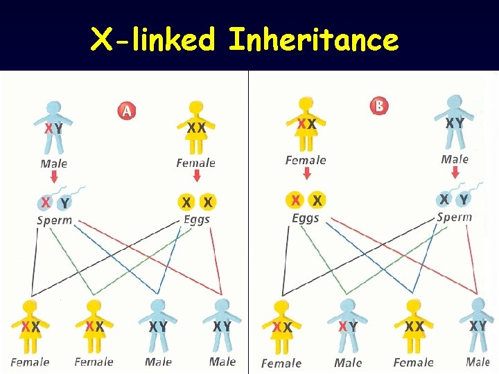 X-linked Inheritance 