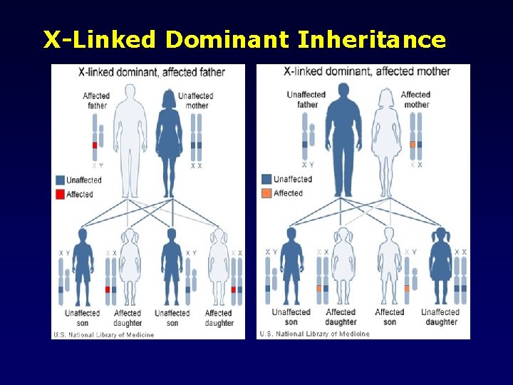 X-Linked Dominant Inheritance 