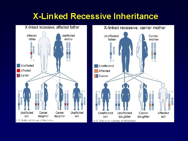 X-Linked Recessive Inheritance 