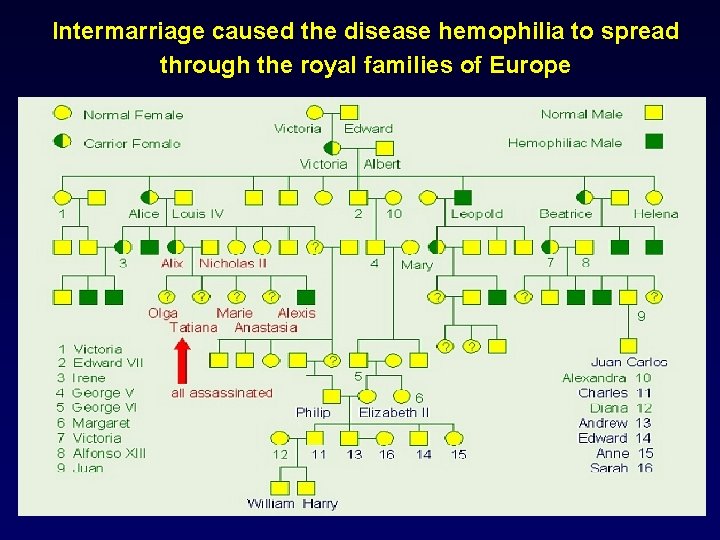 Intermarriage caused the disease hemophilia to spread through the royal families of Europe 