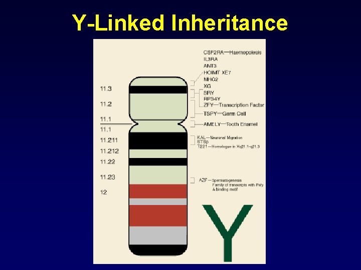 Y-Linked Inheritance 