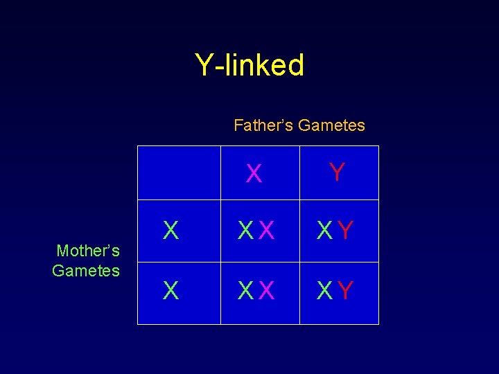 Y-linked Father’s Gametes Mother’s Gametes X Y X XX XY 