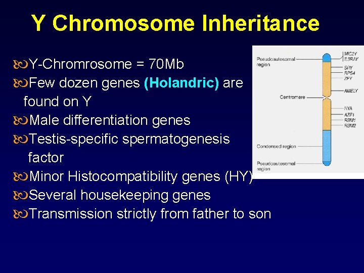 Y Chromosome Inheritance Y-Chromrosome = 70 Mb Few dozen genes (Holandric) are found on