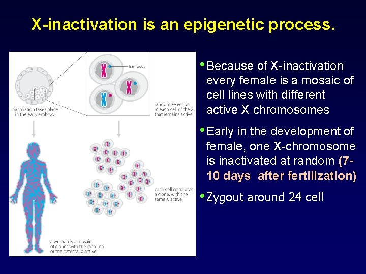 X-inactivation is an epigenetic process. • Because of X-inactivation every female is a mosaic