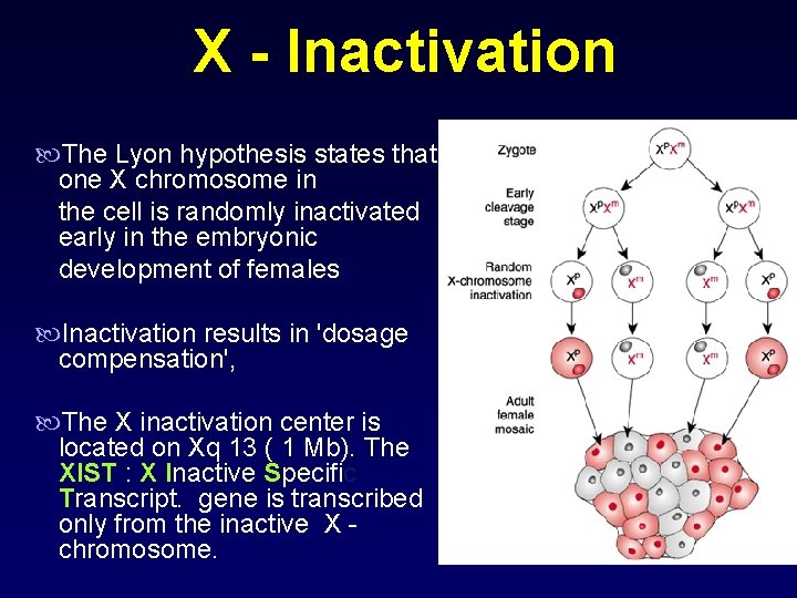 X - Inactivation The Lyon hypothesis states that one X chromosome in the cell