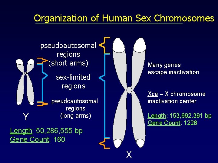 Organization of Human Sex Chromosomes pseudoautosomal regions (short arms) Many genes escape inactivation sex-limited