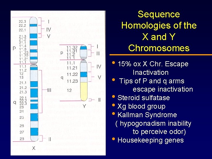 Sequence Homologies of the X and Y Chromosomes • 15% ox X Chr. Escape