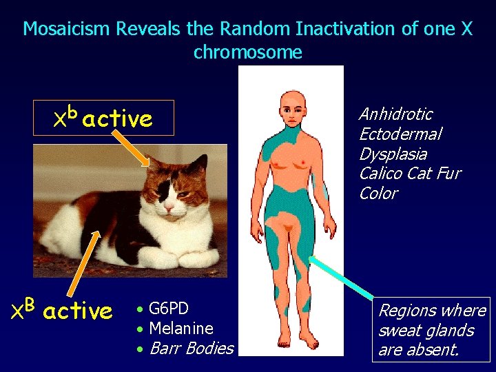 Mosaicism Reveals the Random Inactivation of one X chromosome Xb active XB active •