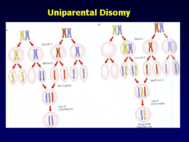 Uniparental Disomy 