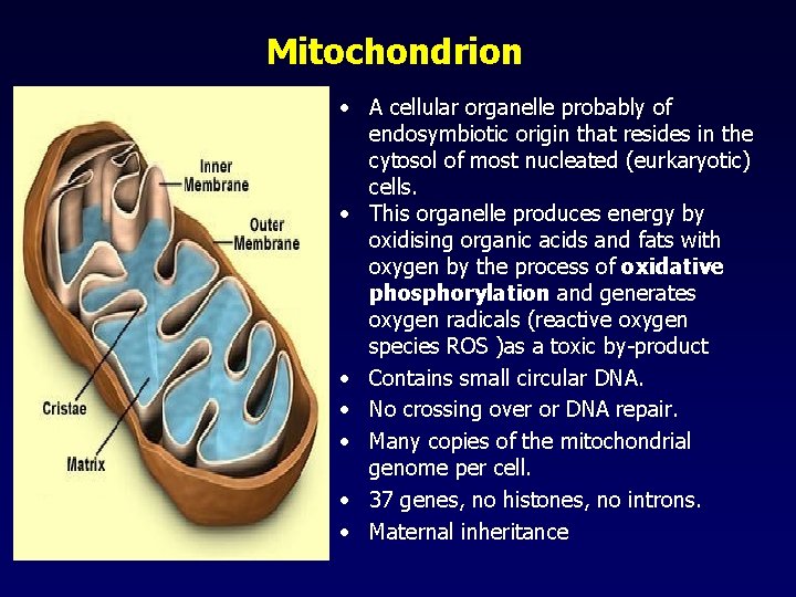 Mitochondrion • A cellular organelle probably of endosymbiotic origin that resides in the cytosol