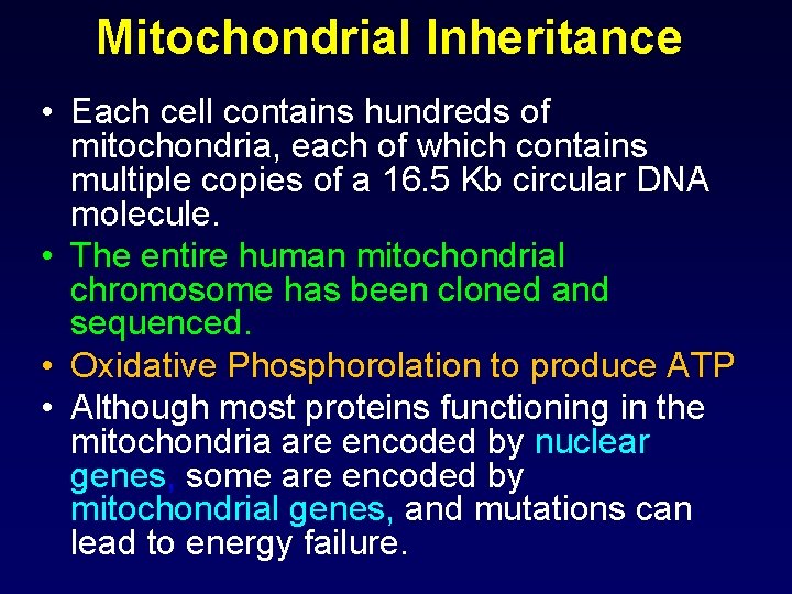 Mitochondrial Inheritance • Each cell contains hundreds of mitochondria, each of which contains multiple