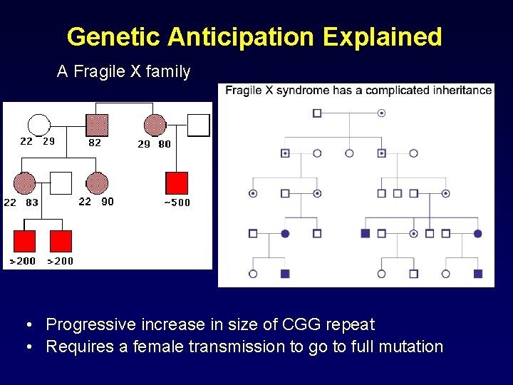 Genetic Anticipation Explained A Fragile X family • Progressive increase in size of CGG