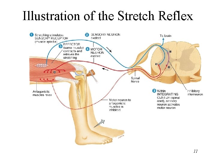 Illustration of the Stretch Reflex 11 