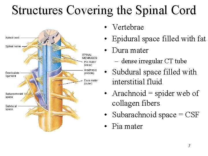 Structures Covering the Spinal Cord • Vertebrae • Epidural space filled with fat •