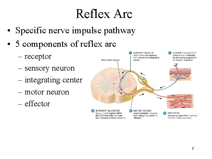 Reflex Arc • Specific nerve impulse pathway • 5 components of reflex arc –