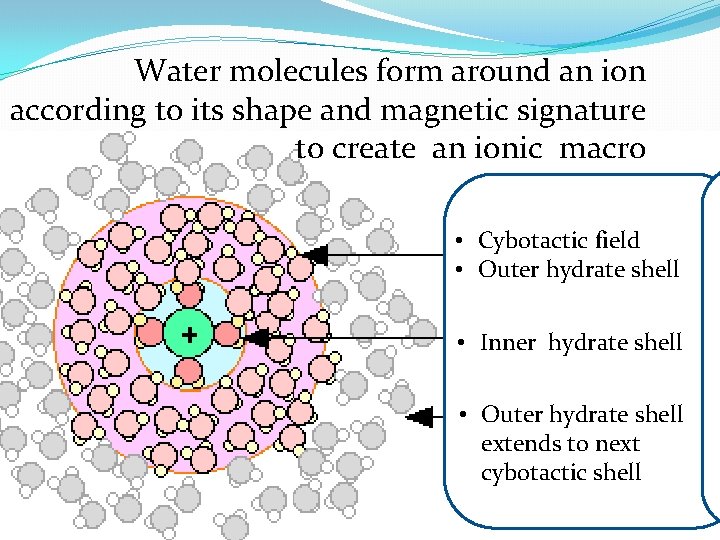 Water molecules form around an ion according to its shape and magnetic signature to