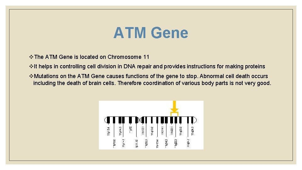 ATM Gene v. The ATM Gene is located on Chromosome 11 v. It helps