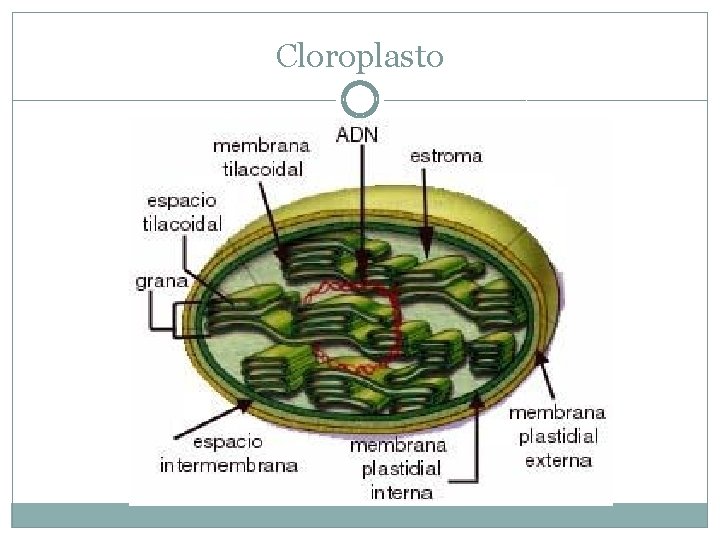 Cloroplasto 