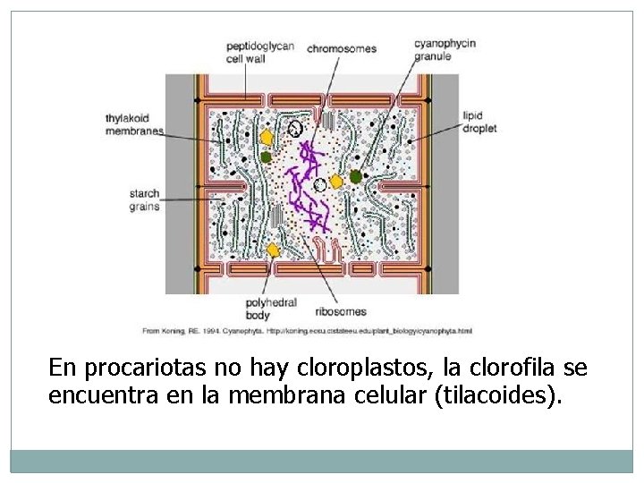 En procariotas no hay cloroplastos, la clorofila se encuentra en la membrana celular (tilacoides).