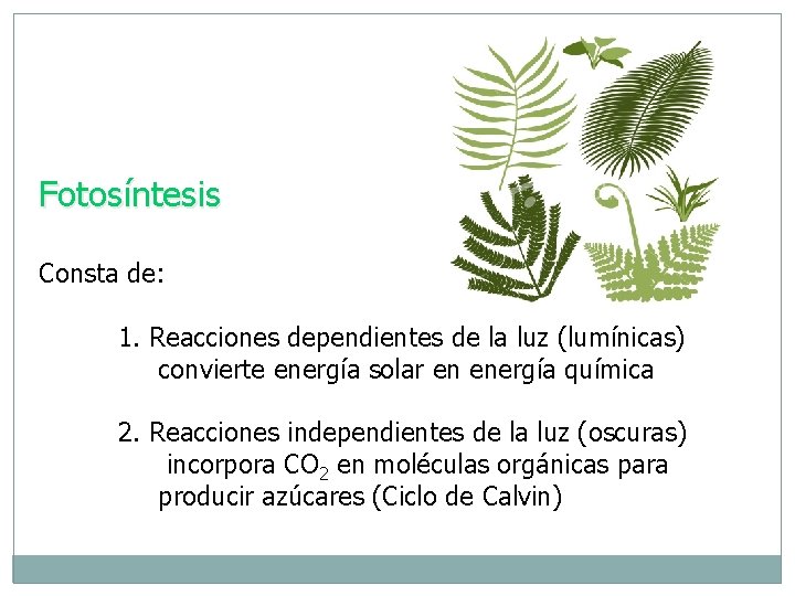 Fotosíntesis Consta de: 1. Reacciones dependientes de la luz (lumínicas) convierte energía solar en