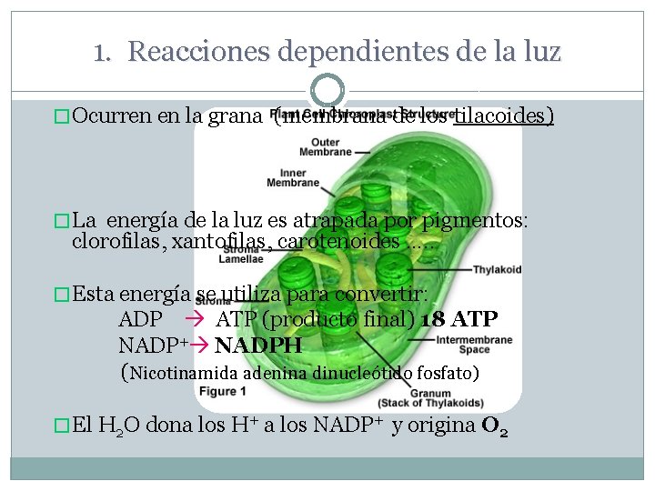 1. Reacciones dependientes de la luz � Ocurren en la grana (membrana de los