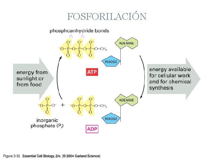 FOSFORILACIÓN 