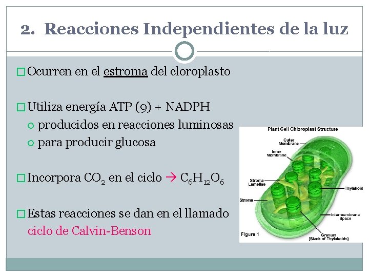 2. Reacciones Independientes de la luz � Ocurren en el estroma del cloroplasto �