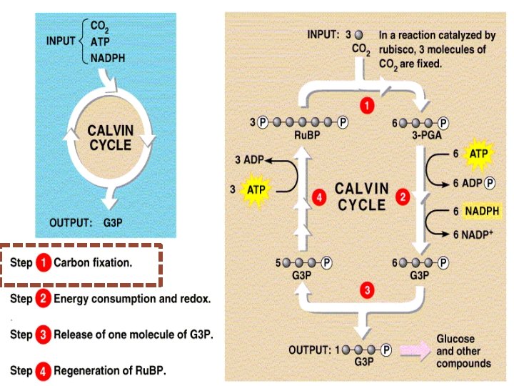 Reacciones independientes de la luz Regeneración de Ru. BP Síntesis de G 3 P