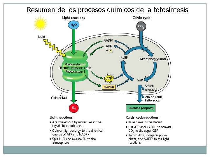 Resumen de los procesos químicos de la fotosíntesis 