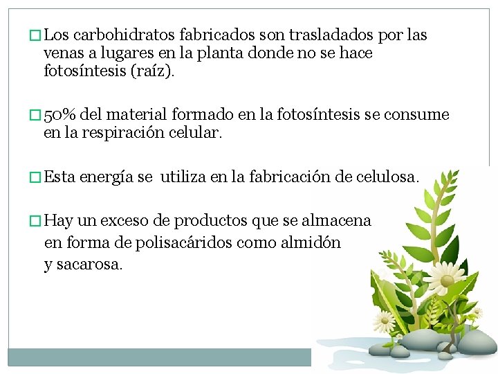 � Los carbohidratos fabricados son trasladados por las venas a lugares en la planta