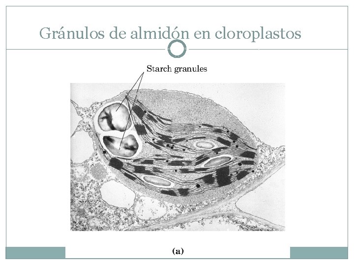 Gránulos de almidón en cloroplastos 