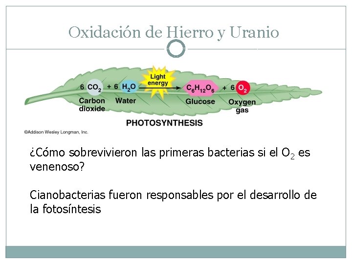 Oxidación de Hierro y Uranio ¿Cómo sobrevivieron las primeras bacterias si el O 2