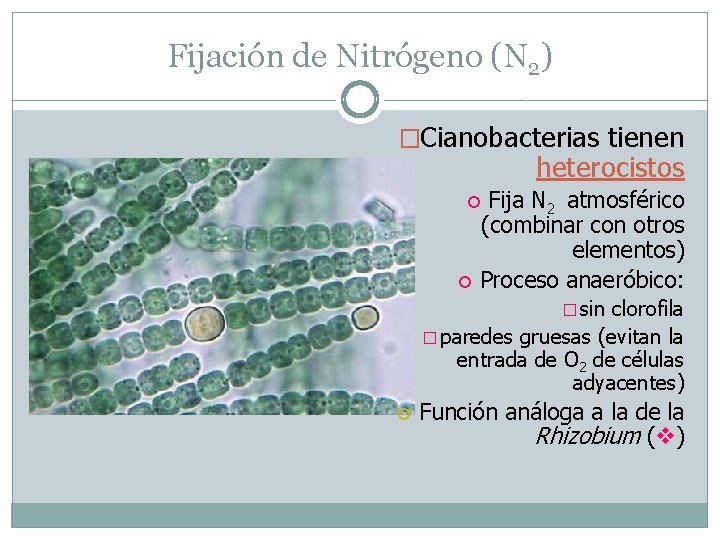 Fijación de Nitrógeno (N 2) �Cianobacterias tienen heterocistos Fija N 2 atmosférico (combinar con