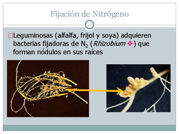 Fijación de Nitrógeno 28 �Leguminosas (alfalfa, frijol y soya) adquieren bacterias fijadoras de N