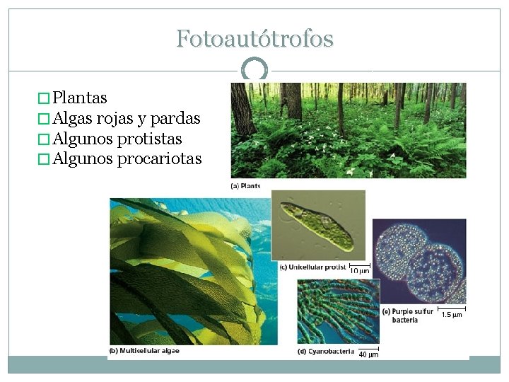 Fotoautótrofos � Plantas � Algas rojas y pardas � Algunos protistas � Algunos procariotas