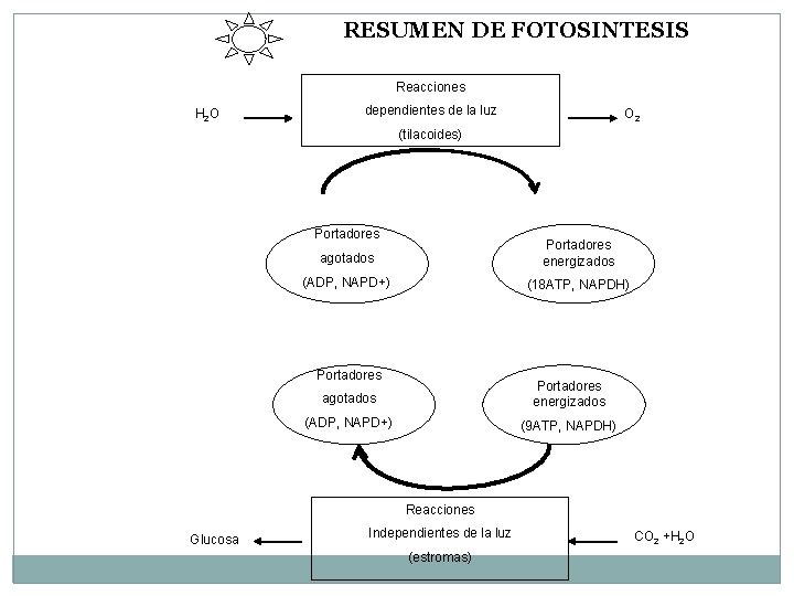 RESUMEN DE FOTOSINTESIS Reacciones H 2 O dependientes de la luz O 2 (tilacoides)