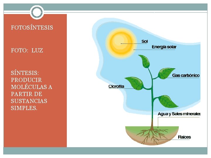 FOTOSÍNTESIS FOTO: LUZ SÍNTESIS: PRODUCIR MOLÉCULAS A PARTIR DE SUSTANCIAS SIMPLES. 