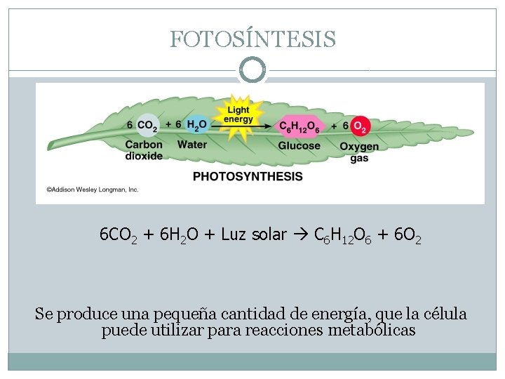 FOTOSÍNTESIS 6 CO 2 + 6 H 2 O + Luz solar C 6