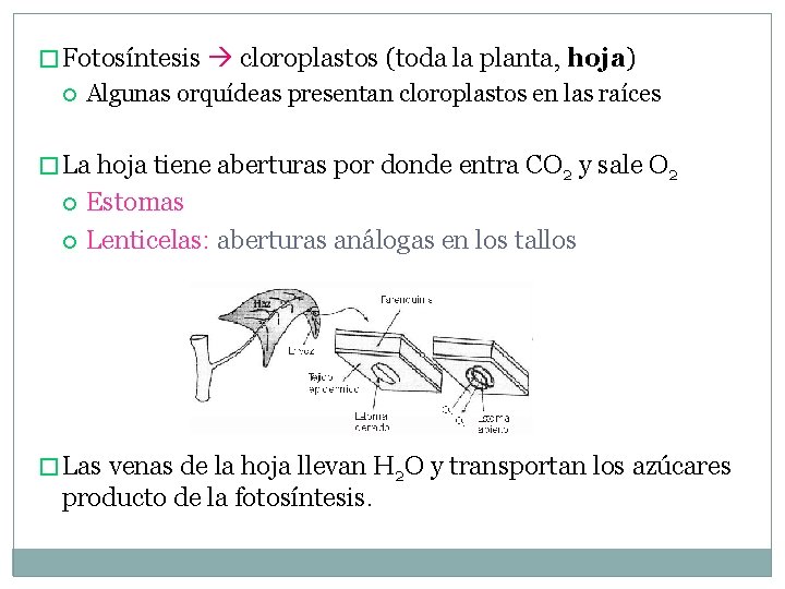 � Fotosíntesis cloroplastos (toda la planta, hoja) Algunas orquídeas presentan cloroplastos en las raíces