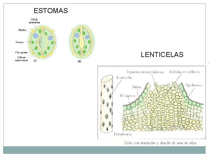 ESTOMAS LENTICELAS 